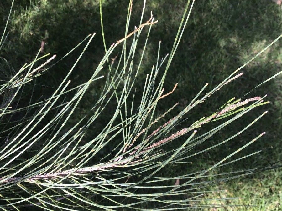 Casuarina equisetifolia leaf
