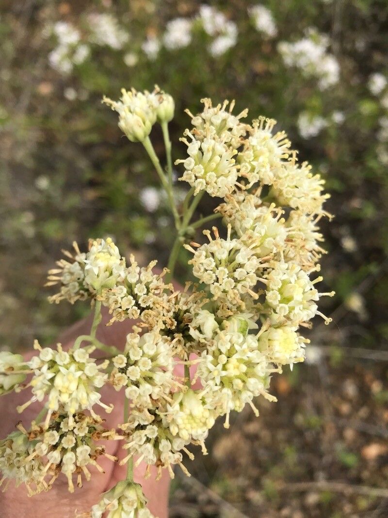 Hymenopappus tenuifolius flower
