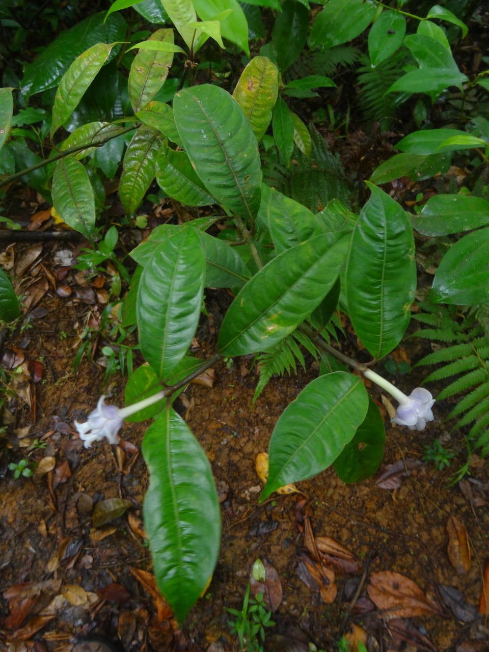 Psychotria urbaniana — search result for 'Psychotria'