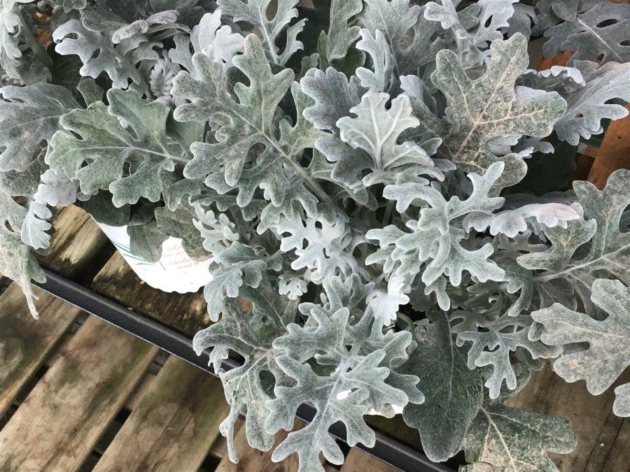 Senecio maritimus — search result for 'Jacobaea'