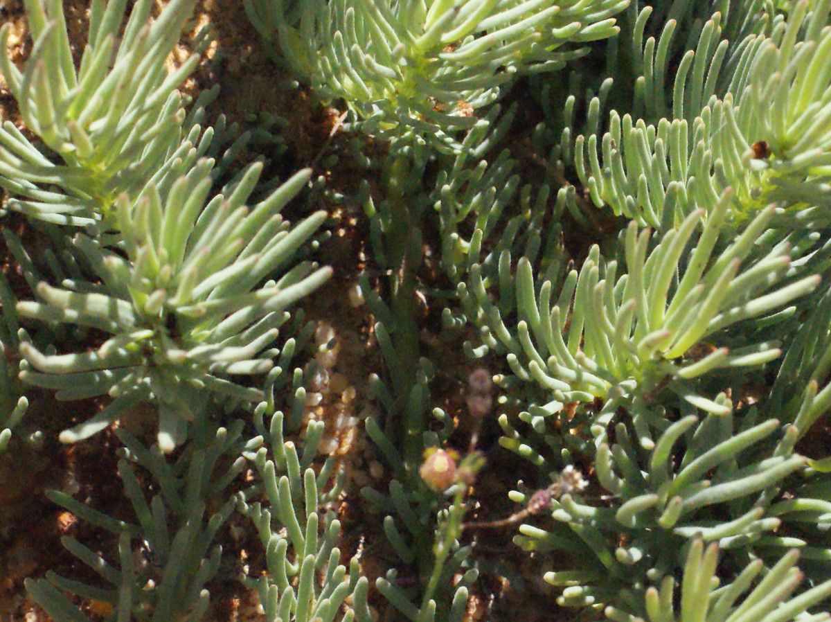 Lechenaultia macrantha leaf