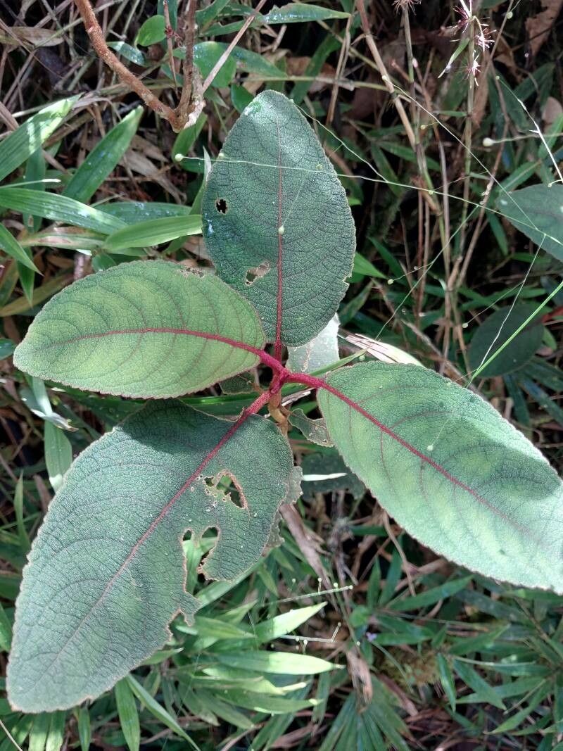 Plectranthus vestitus leaf