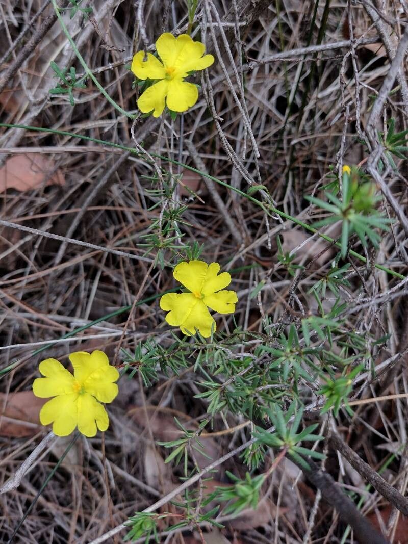 Hibbertia cistiflora habit
