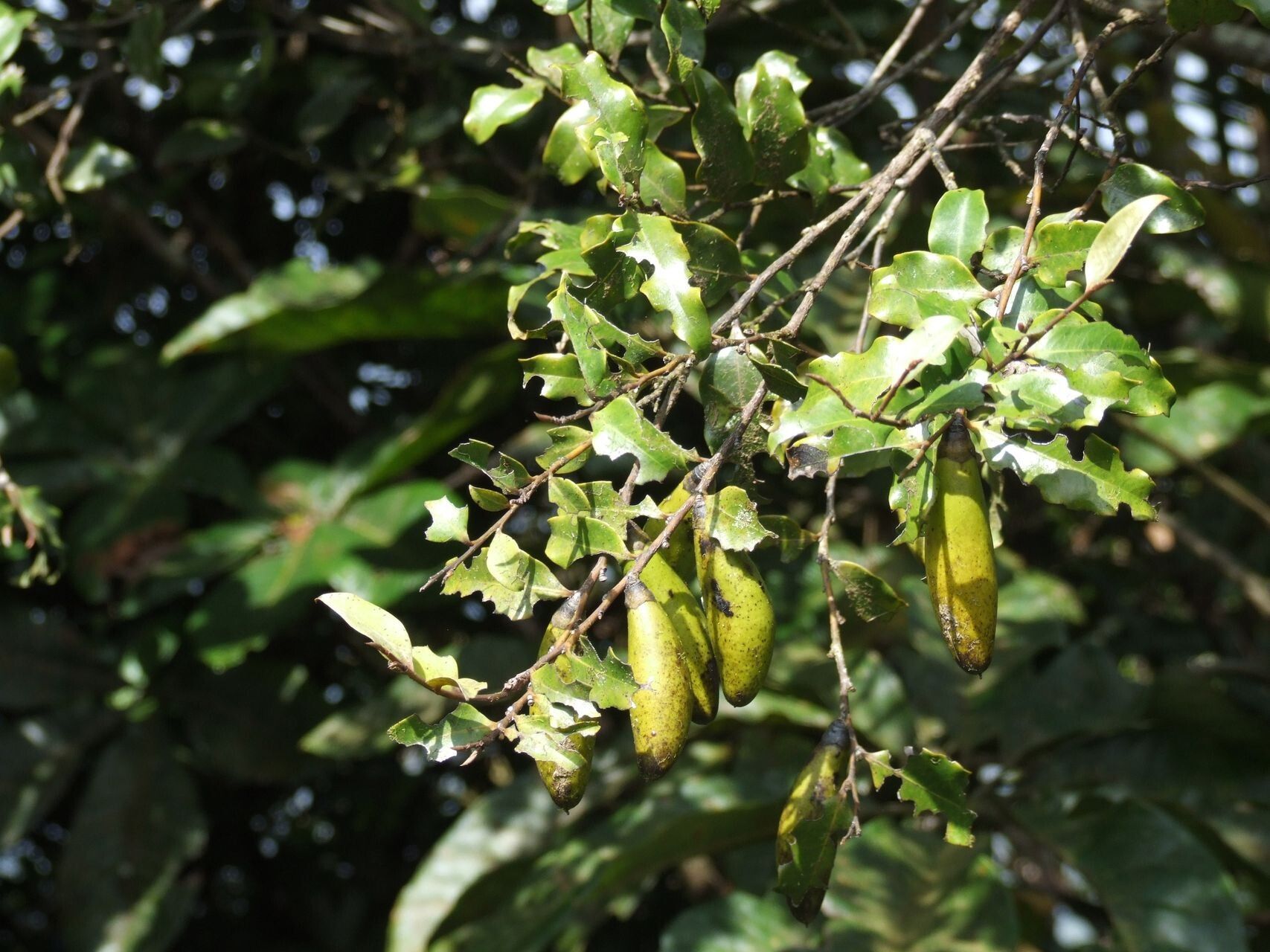Diospyros oubatchensis fruit
