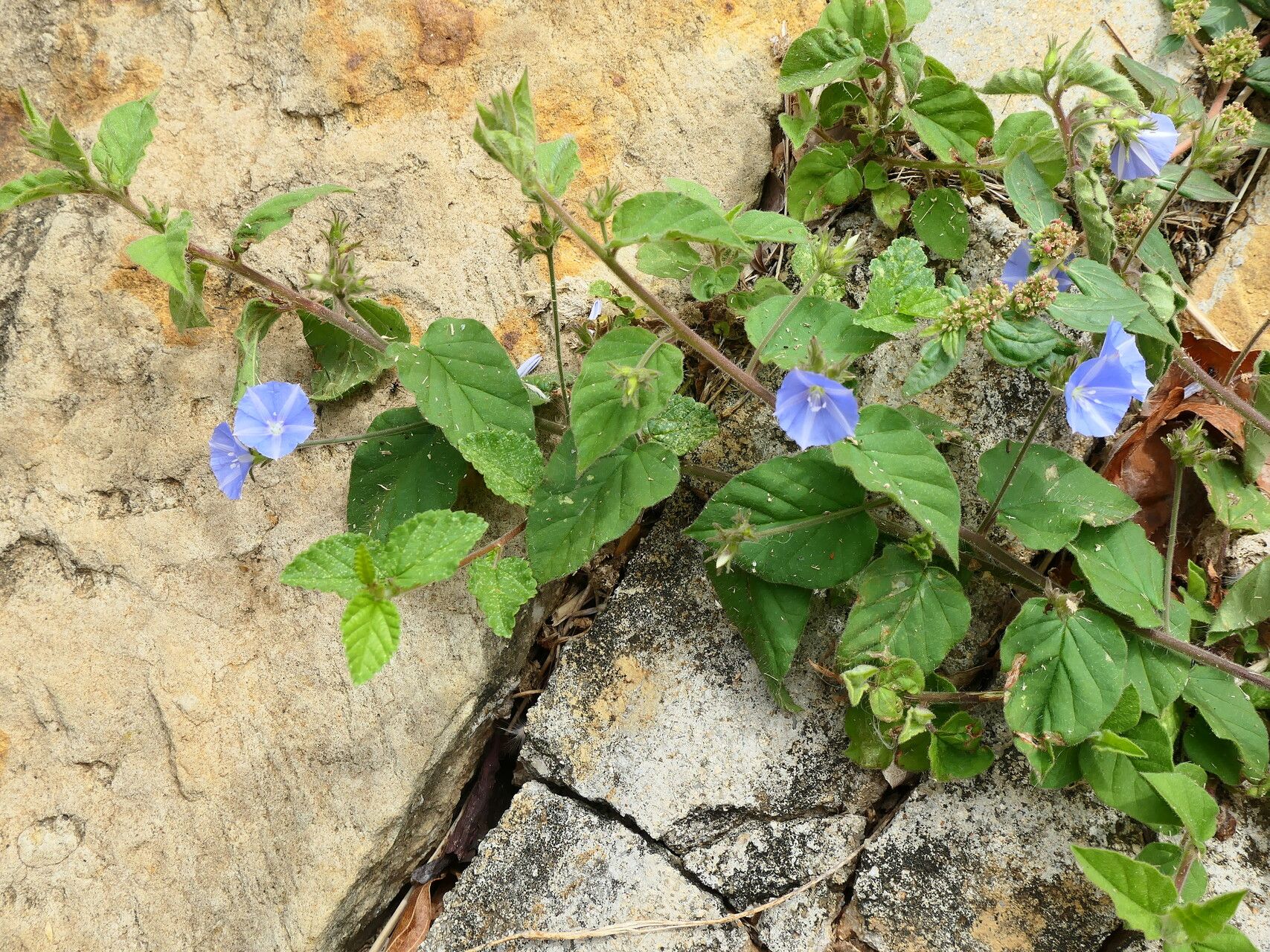 Jacquemontia sphaerostigma habit
