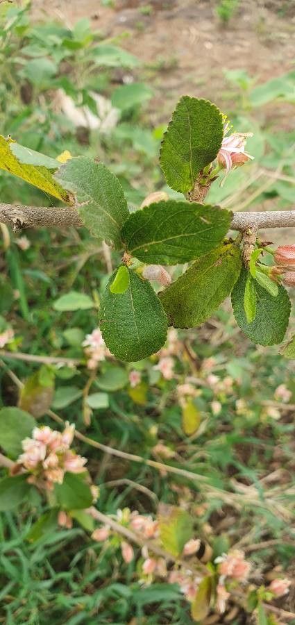 Grewia tembensis — search result for 'Grewia'