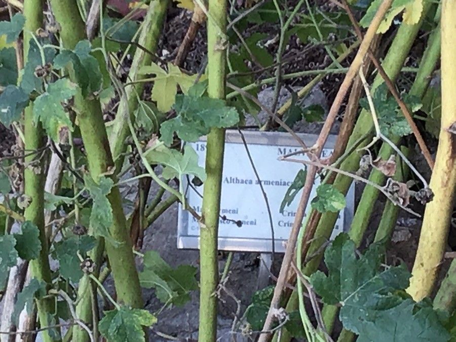 Althaea armeniaca bark