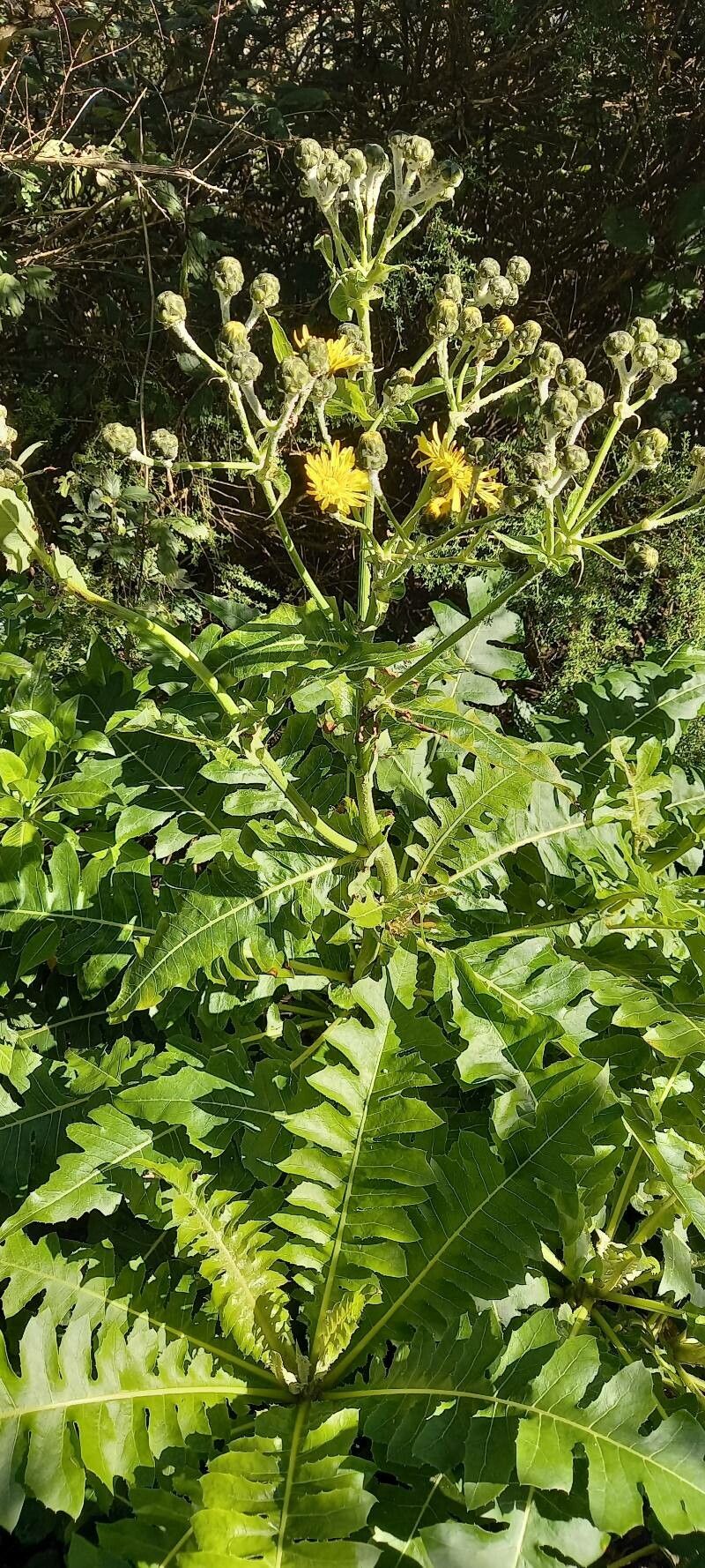 Sonchus hierrensis flower