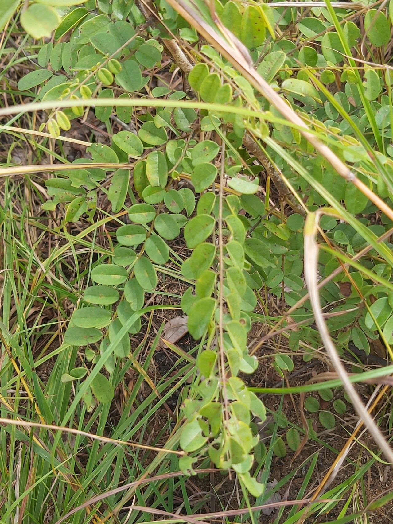 Dalbergia arbutifolia — houseplant care guide