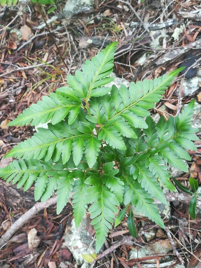 Davallia solida — search result for 'Davalliaceae'