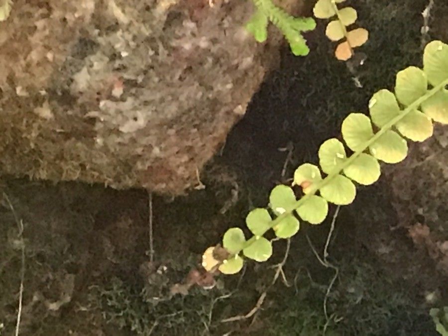 Rumohra adiantiformis — search result for 'Tropical regions of Central and South America'