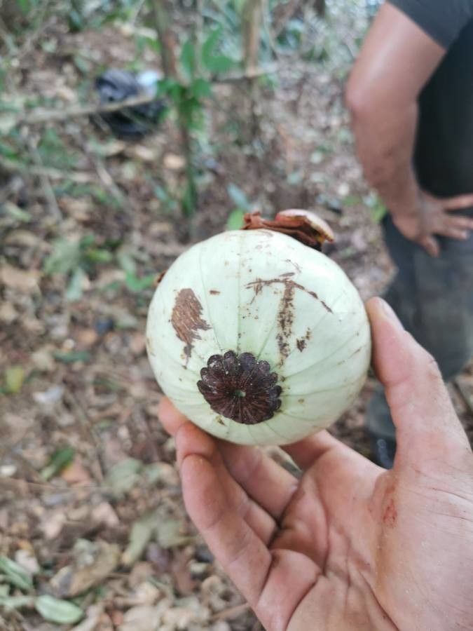 Clusia palmicida fruit