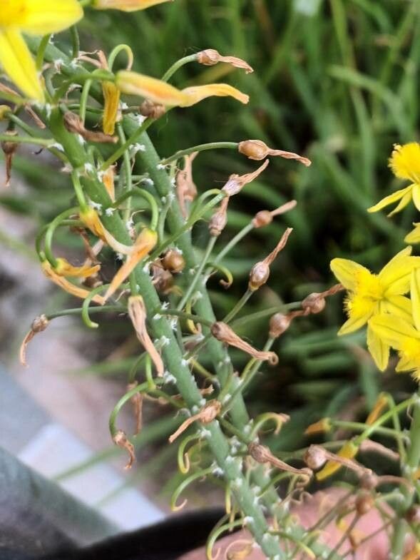 Bulbine frutescens fruit