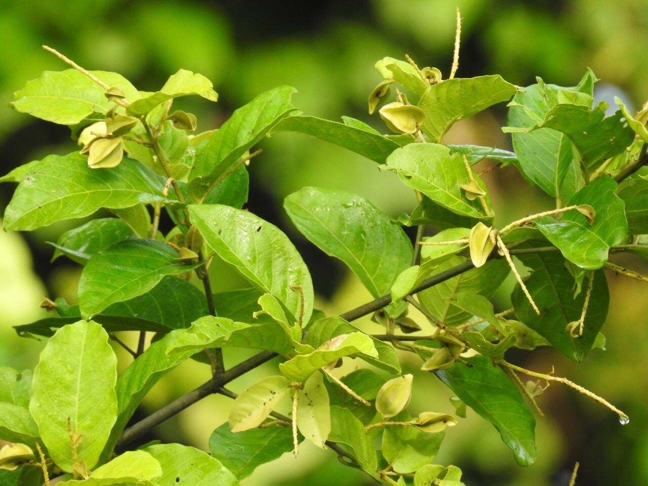 Combretum pyramidatum — houseplant care guide