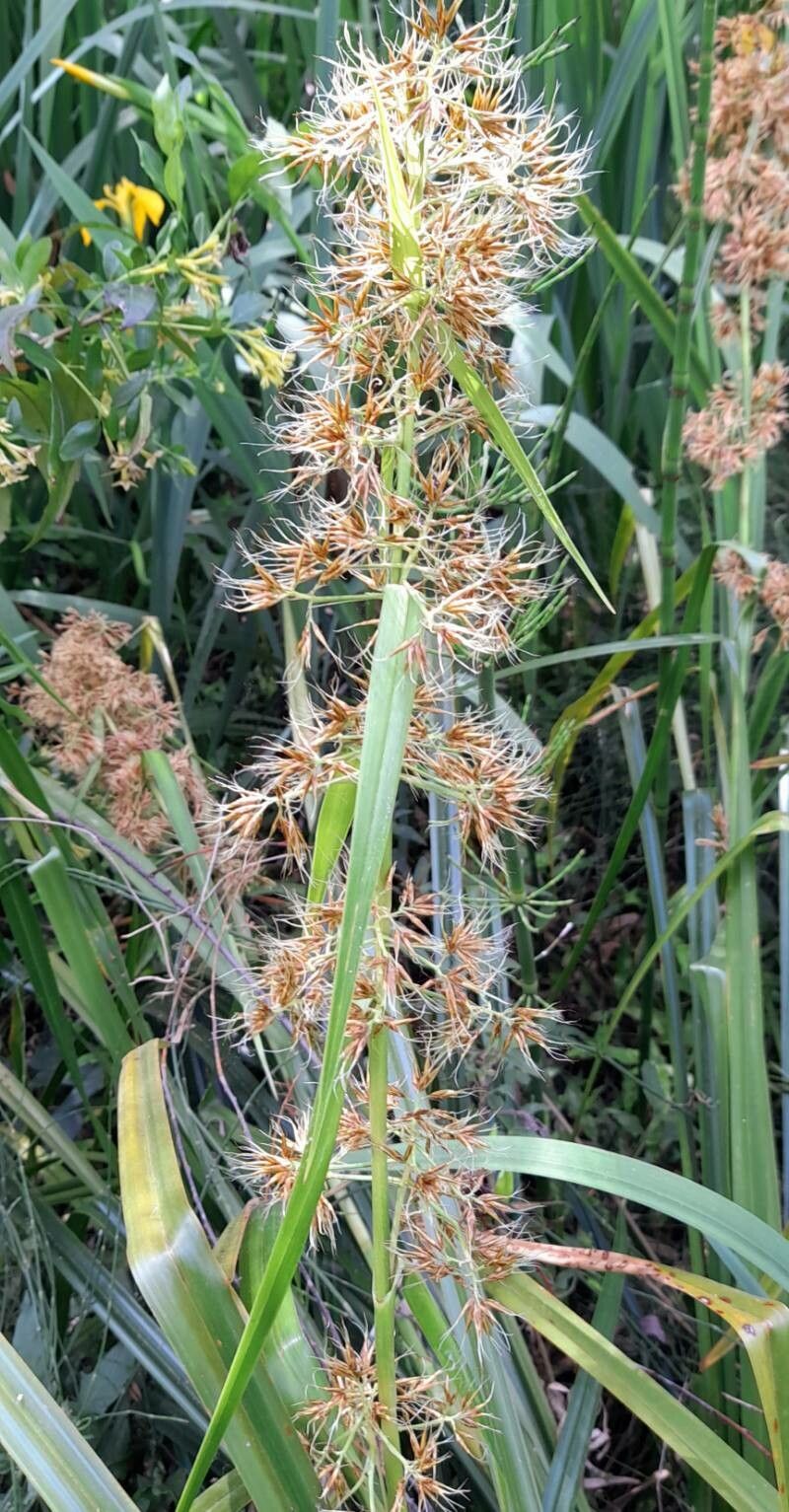 Rhynchospora organensis habit