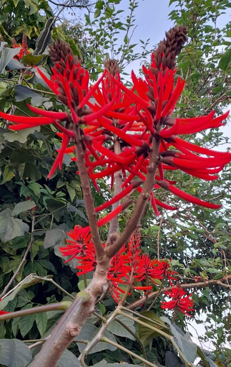 Erythrina speciosa flower