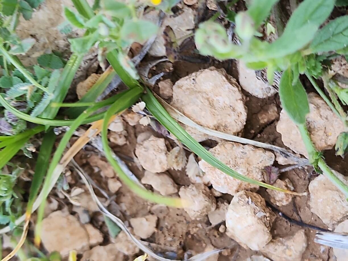 Carex stenophylla — houseplant care guide