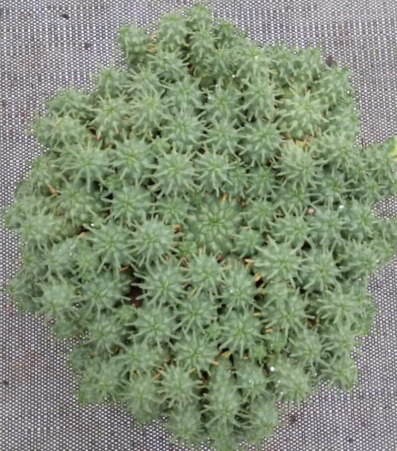 Euphorbia clavarioides — houseplant care guide