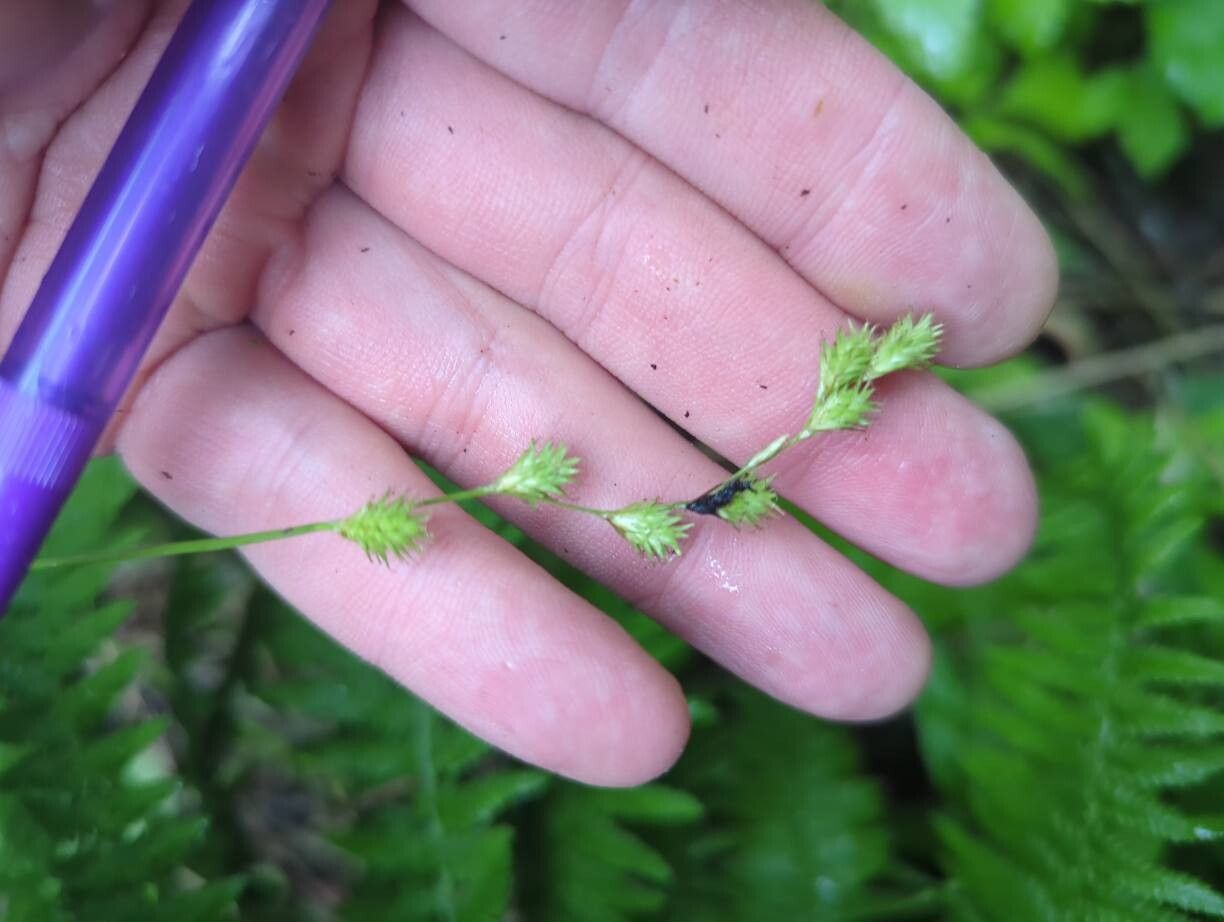 Carex tenera flower