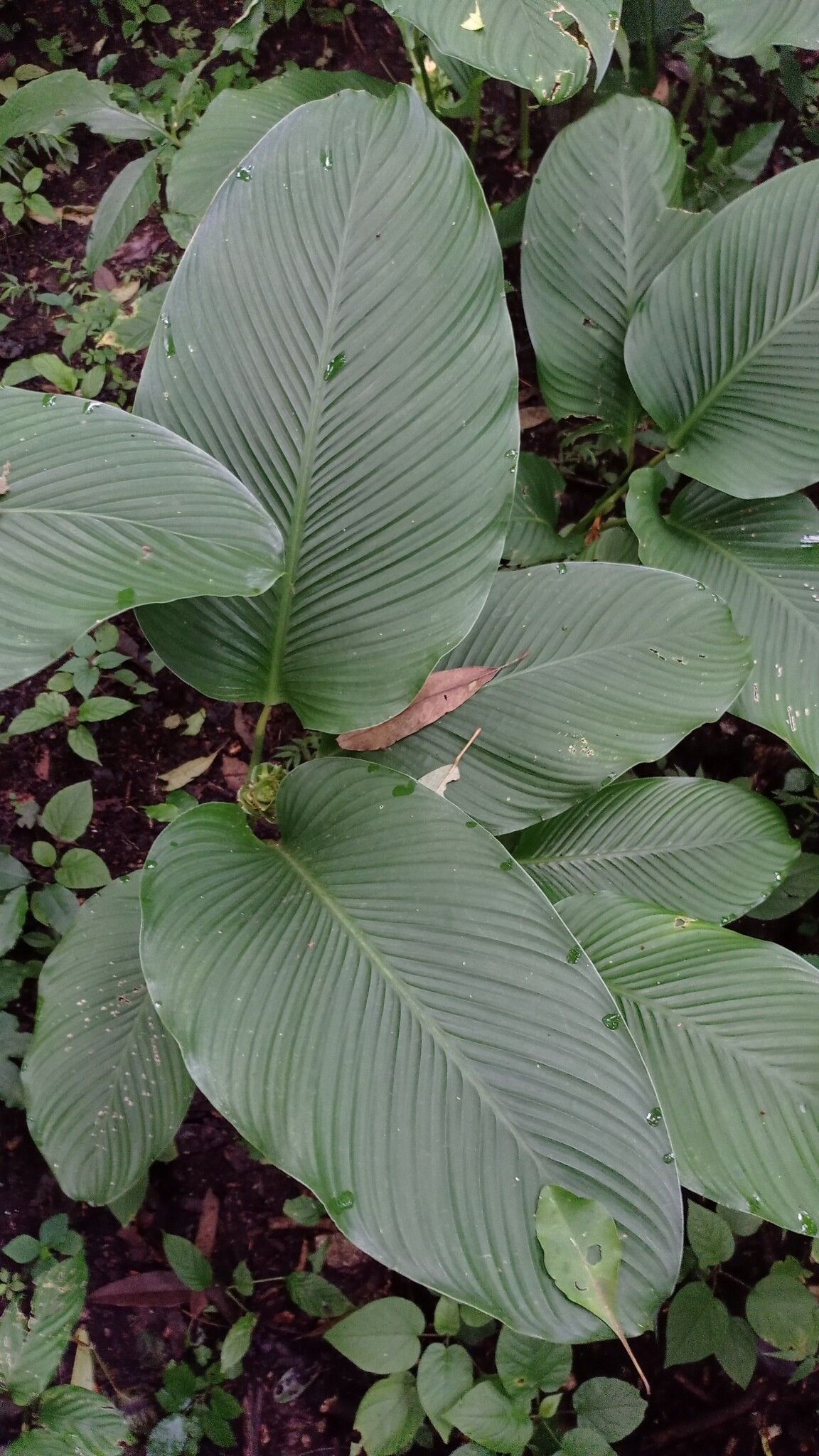 Goeppertia allouia habit