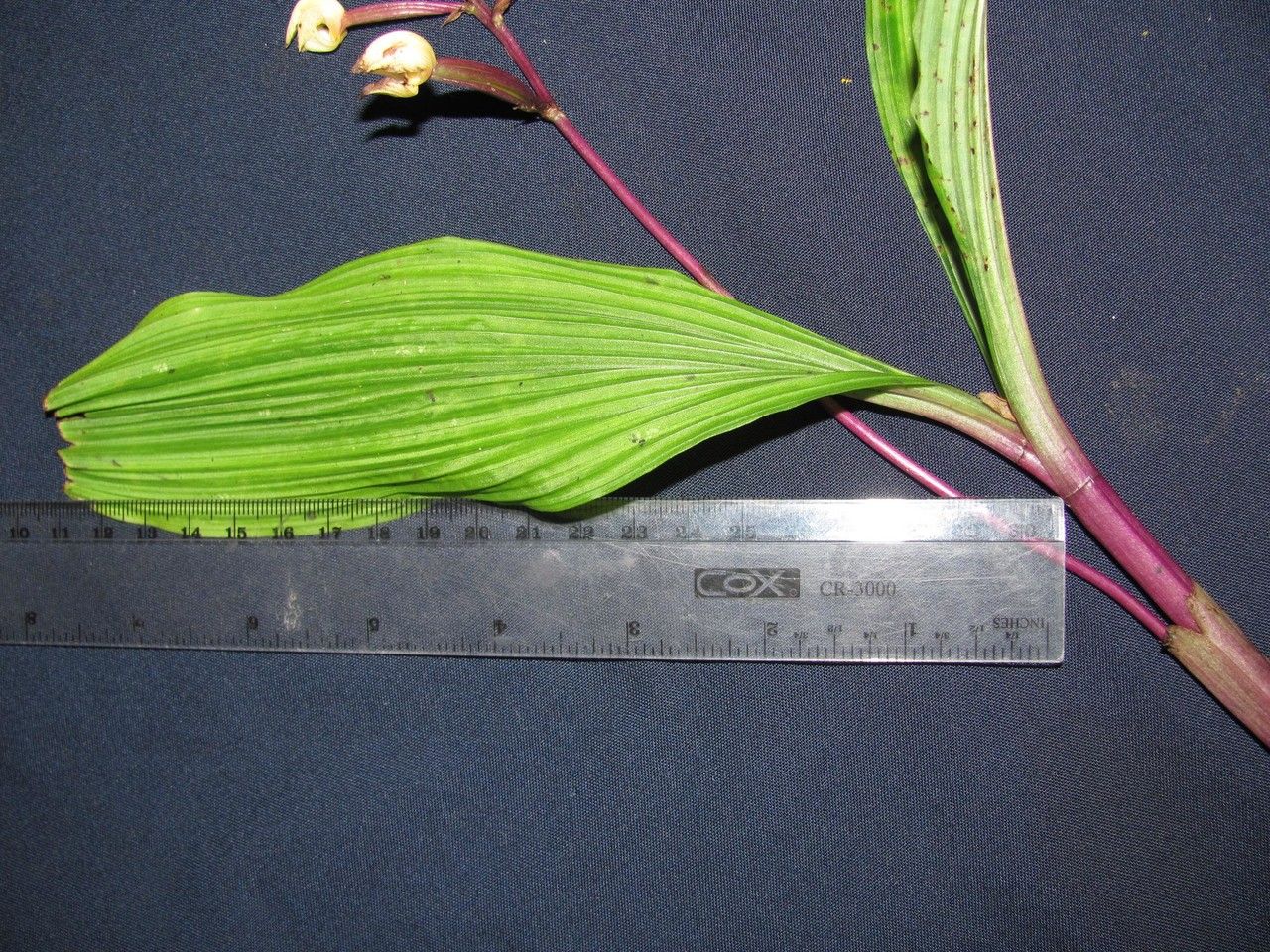 Govenia quadriplicata other