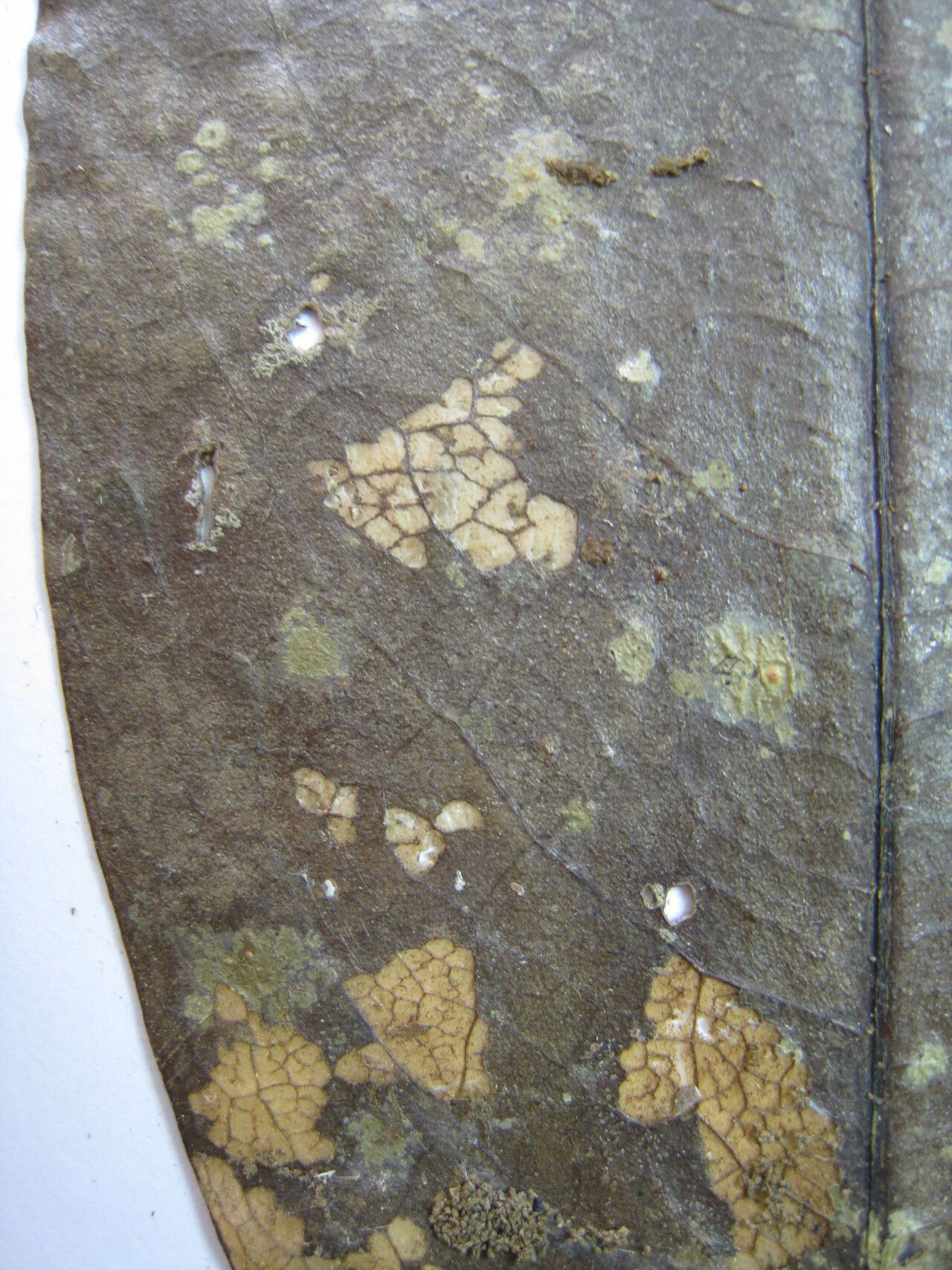 Erythroxylum macrophyllum other