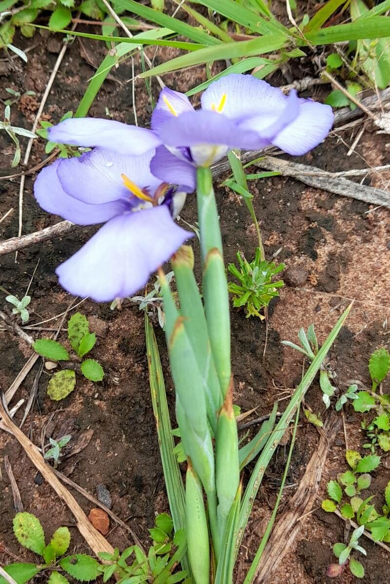 Herbertia darwinii flower