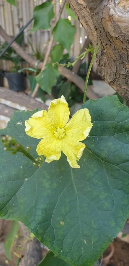 Luffa acutangula flower