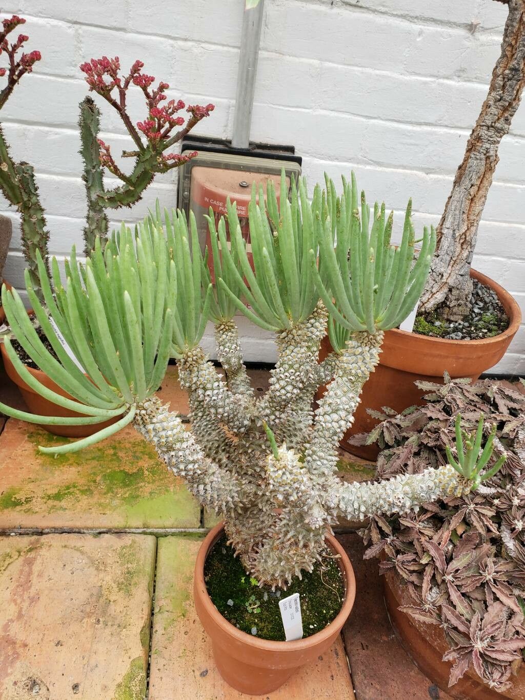 Tylecodon wallichii habit