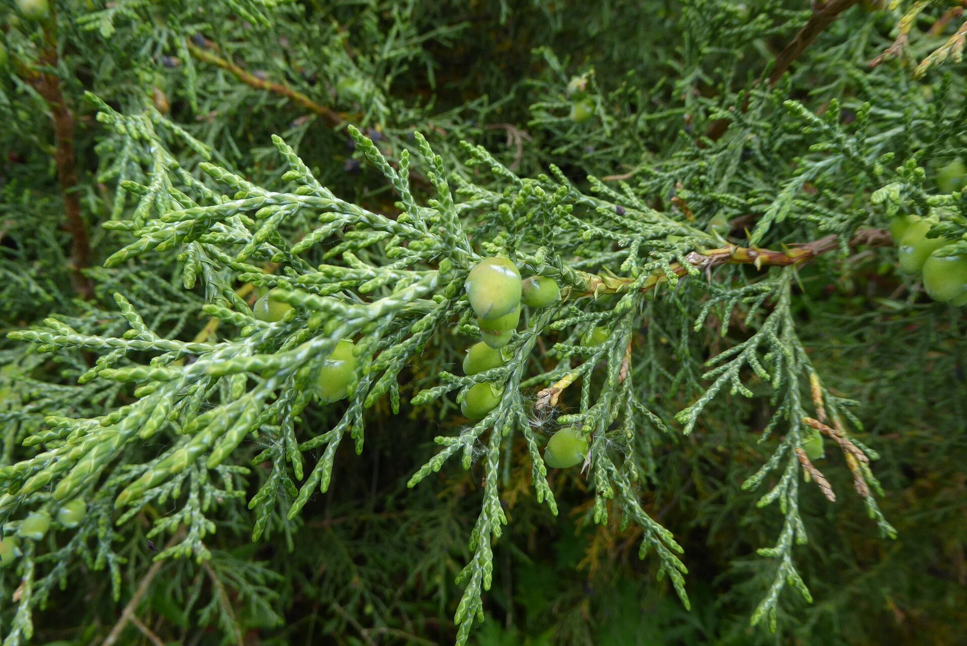 Juniperus pseudosabina — search result for 'Juniperus'