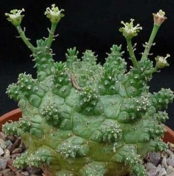 Euphorbia decepta habit