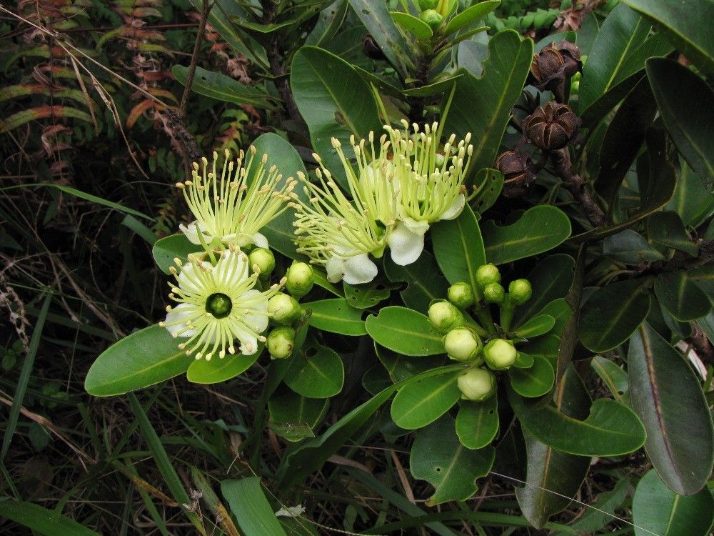 Xanthostemon vieillardii habit