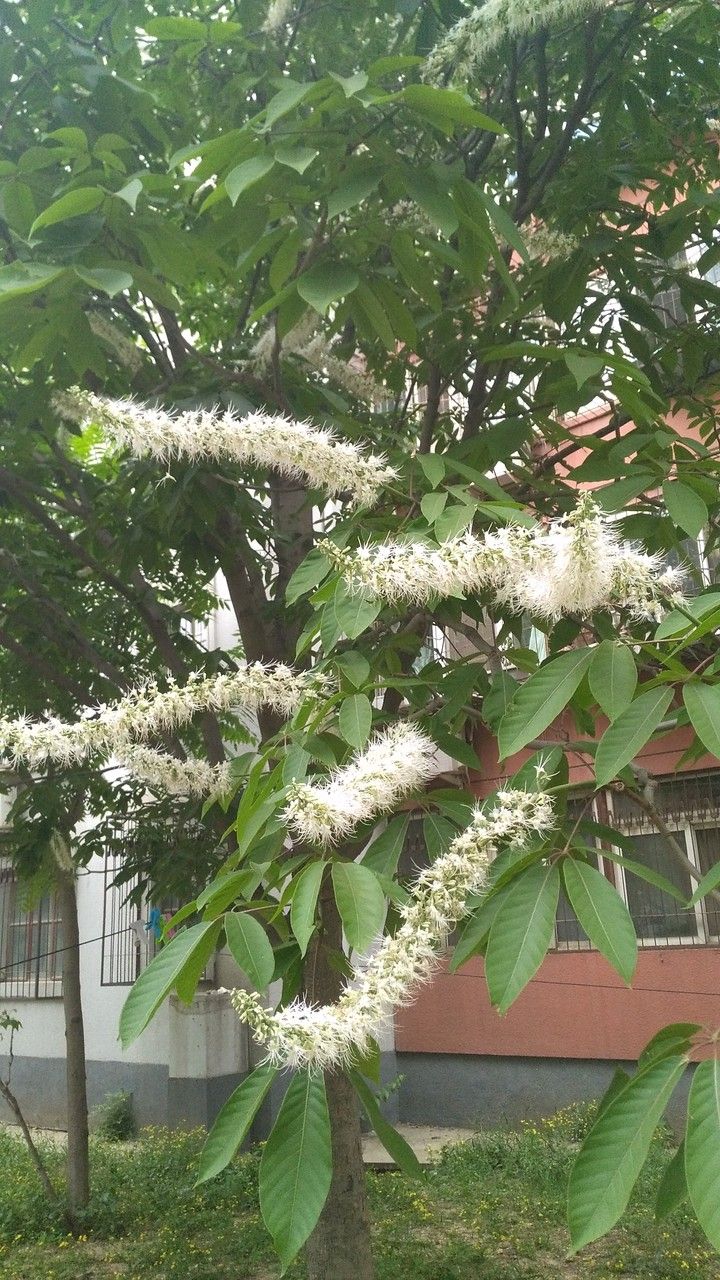 Aesculus chinensis flower