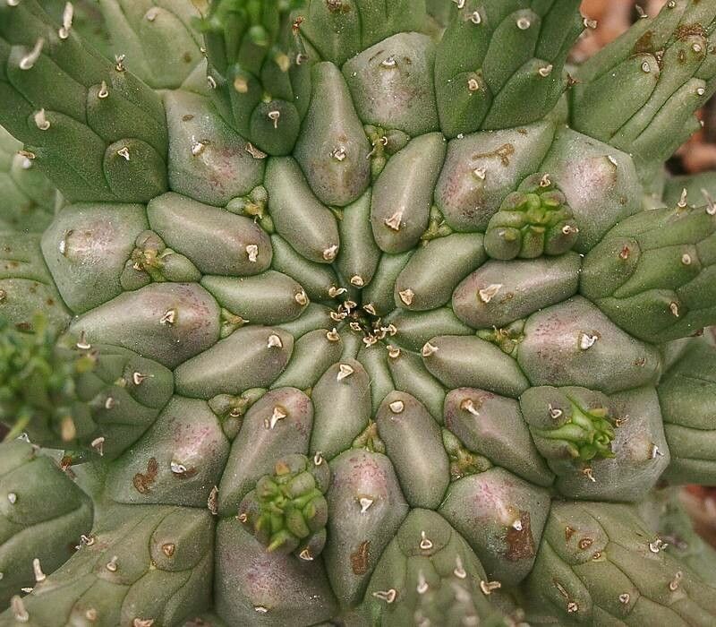 Euphorbia fusca other
