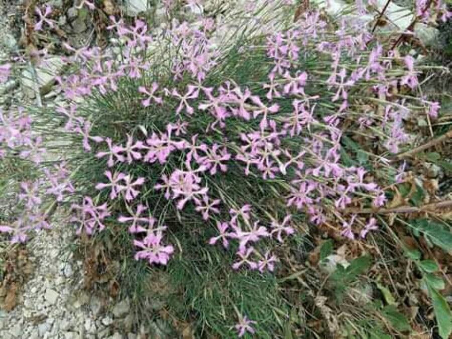 Dianthus pendulus — houseplant care guide