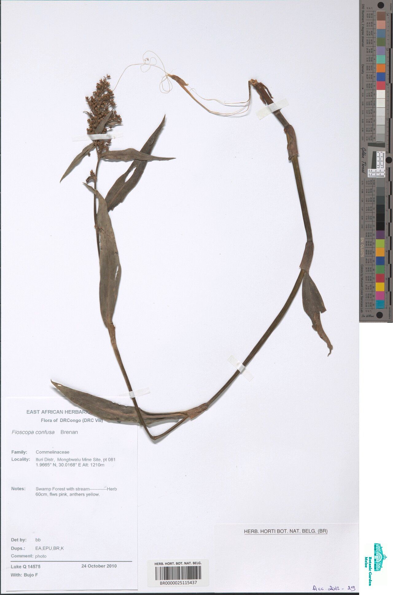 Floscopa confusa — related species from the same genus