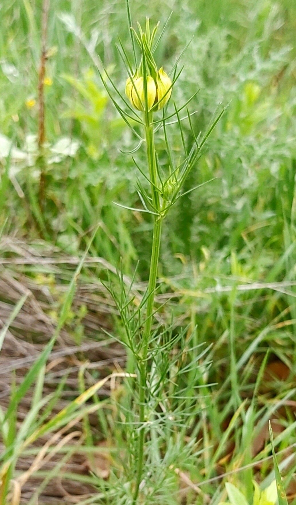 Nigella orientalis — search result for 'Nigella'