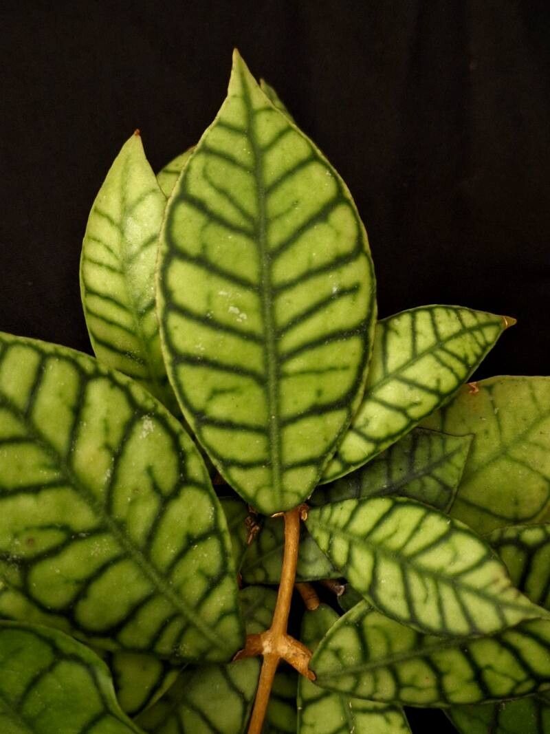 Hoya callistophylla — pet friendly houseplant