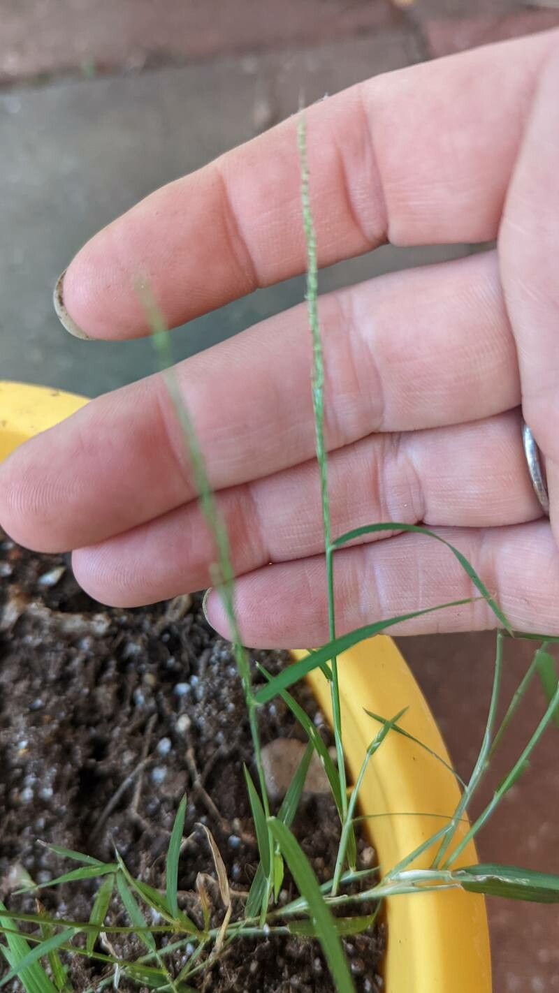 Muhlenbergia schreberi flower