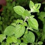Origanum majorana
