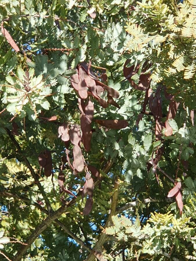 Acacia baileyana fruit