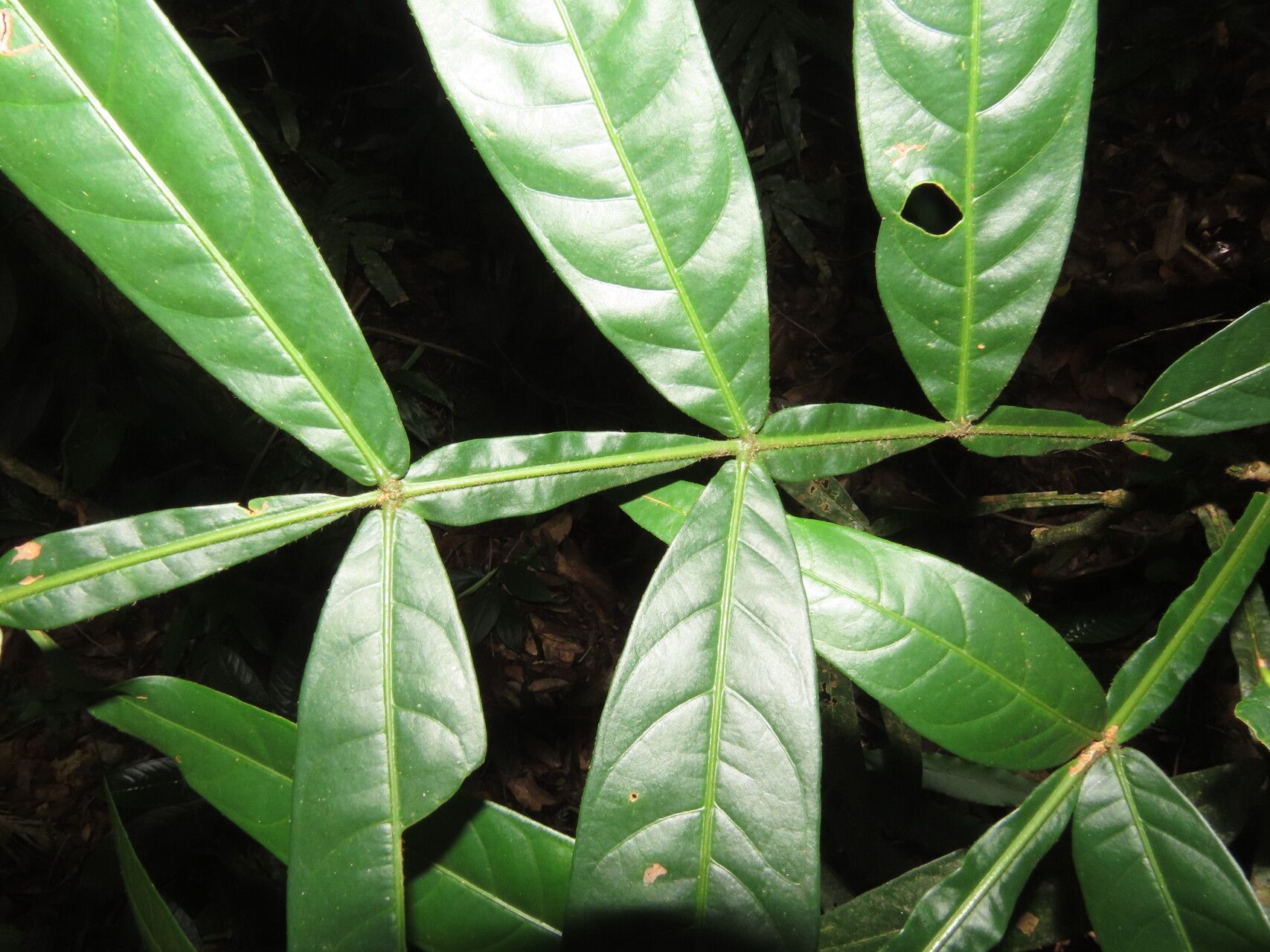 Inga acuminata — related species from the same genus