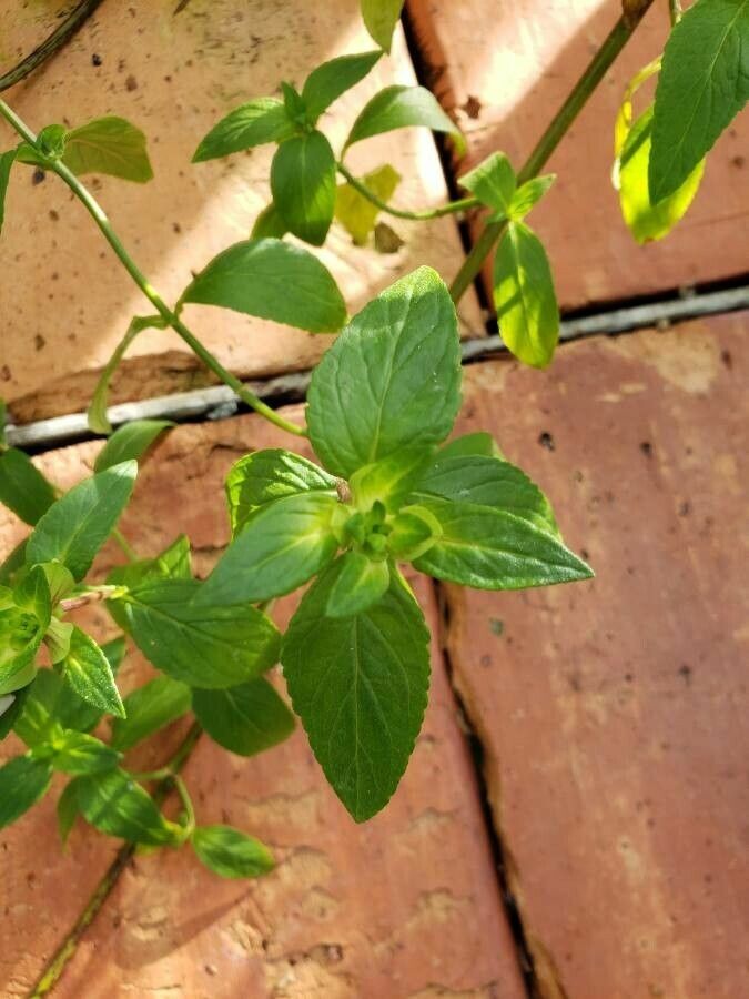 Achetaria azurea — houseplant care guide