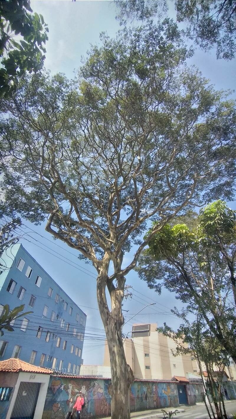 Caesalpinia leiostachya — search result for 'Caesalpinia'