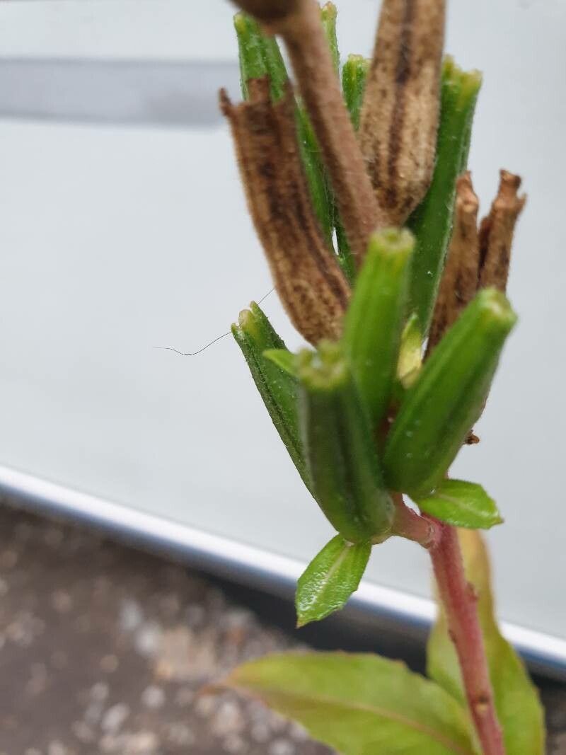 Oenothera rosea fruit