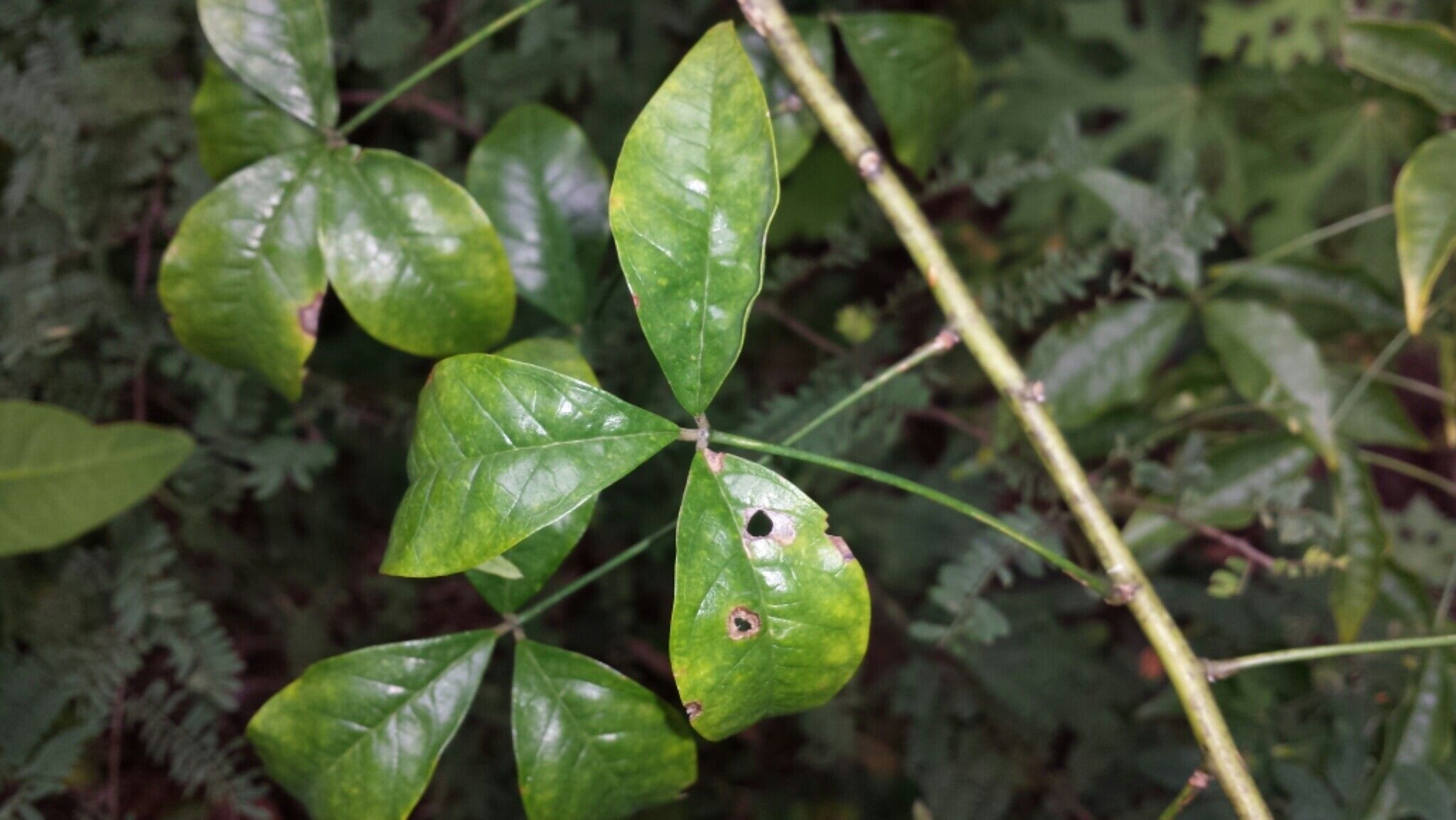 Crotalaria pervillei — houseplant care guide