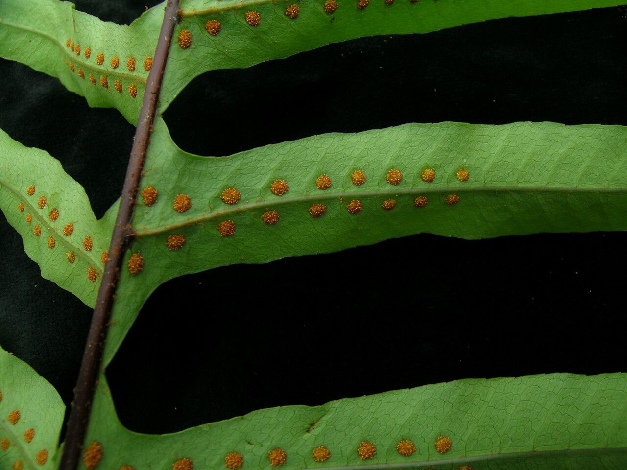 Drynaria propinqua habit