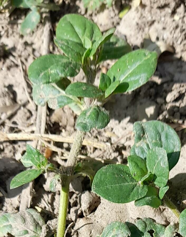 Alternanthera pungens leaf