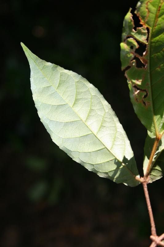 Rinorea neglecta leaf