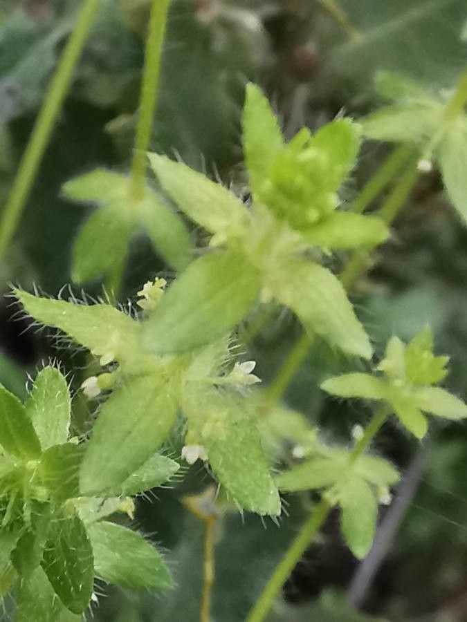 Cruciata pedemontana flower